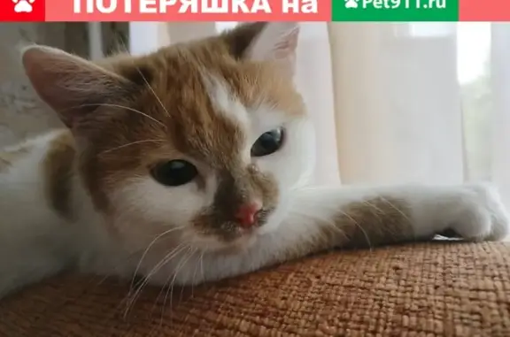 Пропала кошка Мося с улицы Пушкина 54 в Абакане