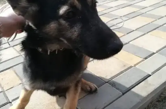 Найдена собака в Новых Ватутинках, ищем дом!