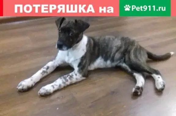 Найден щенок в Рязани, возраст 4 мес.