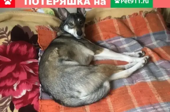 Собаки потеряшки, Анапа, фото: Потеряшка собака Саманта в Анапе