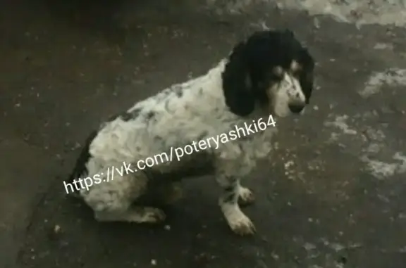 Собака найдена в Саратове, Тупик Чайковского.
