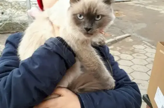 Найдена кошка в Колпино на ул. Веры Слуцкой