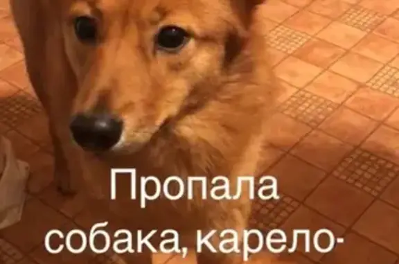 Пропала рыжая собака в Москве, м. Студенческая