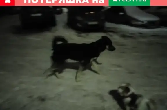 Найдена собака на Куратова 16, Ухта