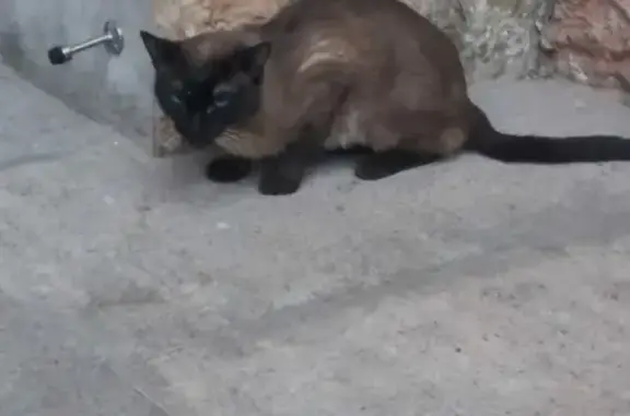 Найден сиамский кот на Большой Озёрной улице 77
