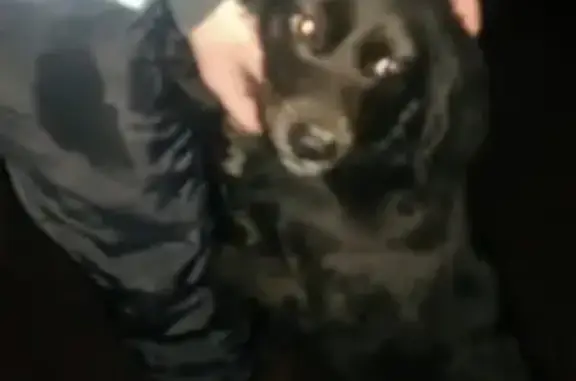 Найдена собака в Бессоновке