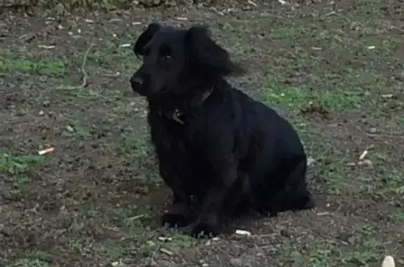 Найдена домашняя собака в Симферополе!
