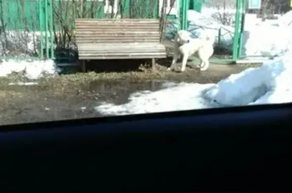 Собака найдена в Знаменском Одинцовского р-на!
