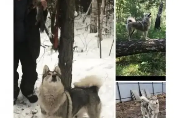 Пропала западно-сибирская лайка в Екатеринбурге (р-н пивзавода)