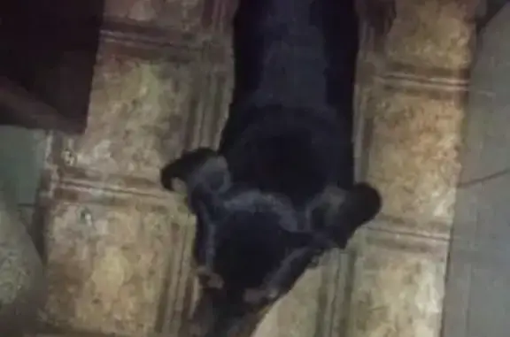 Найден пес в Калининграде с поводком и ошейником