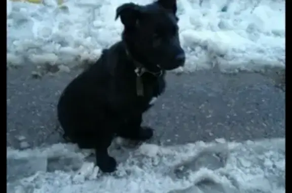 Пропала собака в Казани, щенок девочка, 4 мес.
