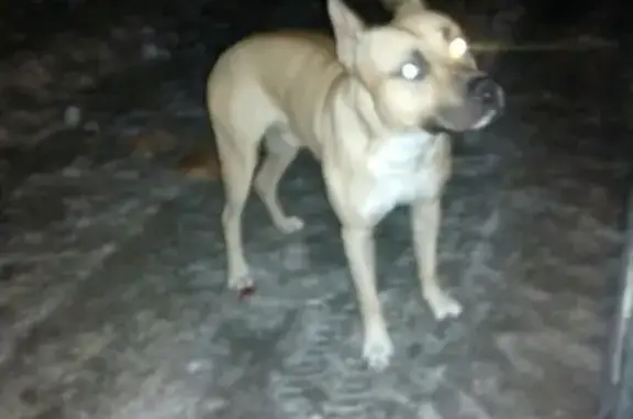 Найдена собака на дороге к дачам Бриз в Сургуте
