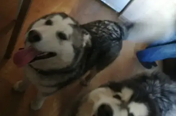 Найдены две собаки в Раменском ЖК 