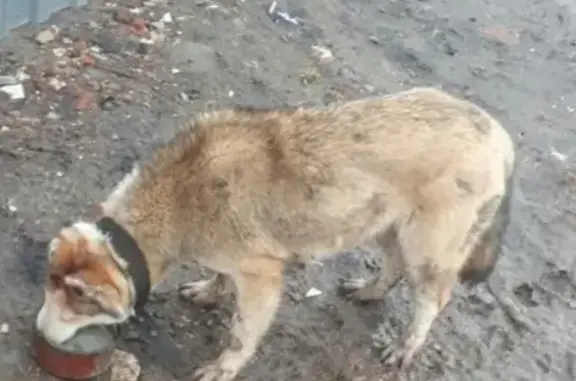 Найдена слепая собака в ДНТ 
