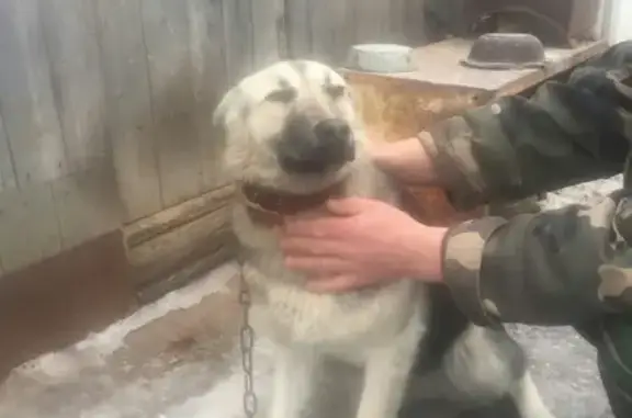 Пропала собака в Чапаевске, улицы Ульяновой и Короленко