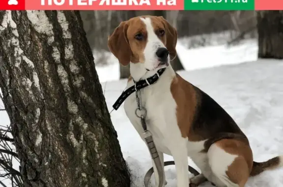 Пропала собака в Москве, Алтуфьево - помогите найти!