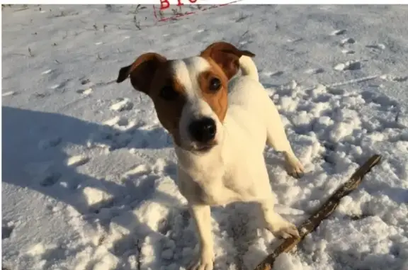 Пропала собака Буш в Волгодонске
