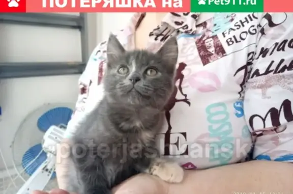 Найдена кошка на ул. Одоевского в Новосибирске
