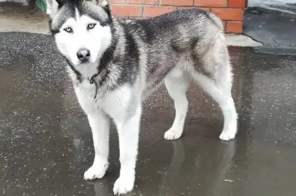 Пропала собака в Тольятти, кличка Ройс