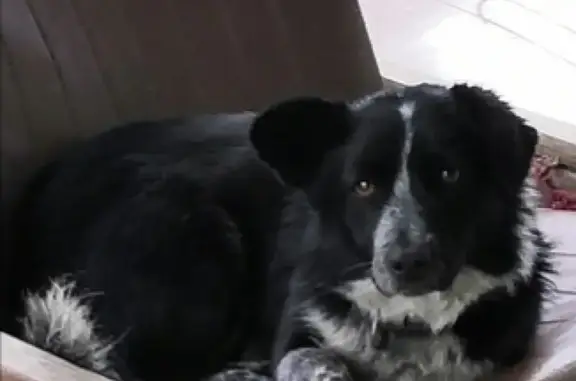 Пропала собака в Орбельяновке, Минеральные Воды