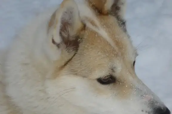 Найдена собака Мотей в Коврове, Владимирская область
