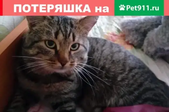 Пропала полосатая кошка в Зарайске, помогите найти!