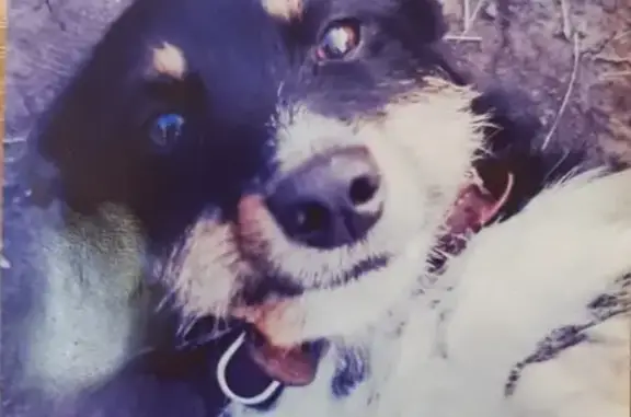 Пропала собака Чара на Красноармейском проспекте