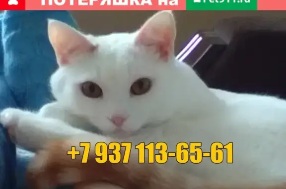 Пропал кот на ул. Красноармейская, д.104, г. Йошкар-Ола