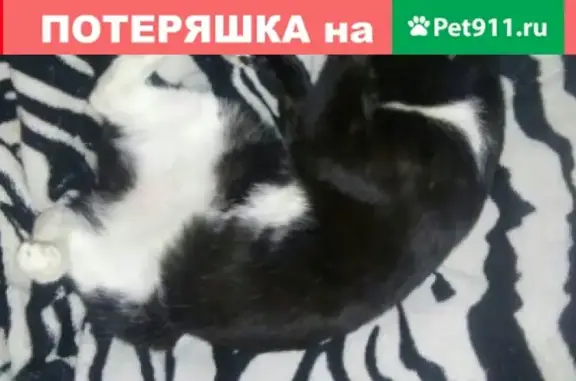 Пропала домашняя кошка на улице Пограничная, Великие Луки