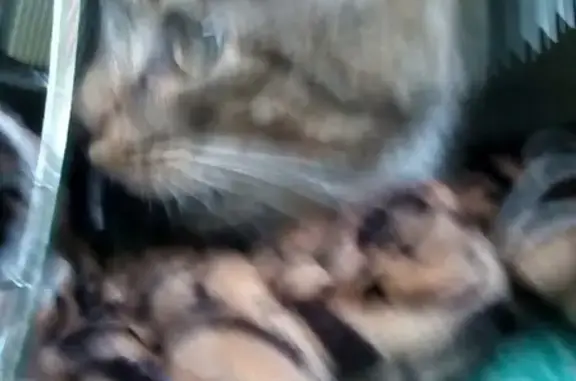 Найдена кошка в Мурманске на ул. Гагарина 37-39
