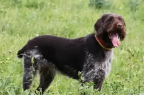 Потерянные животные Нижний Новгород, фото: Пропала собака ТАСЯ в микрорайоне Гордеевский, Нижний Новгород