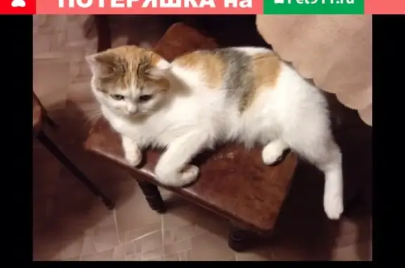 Пропала кошка в Рузаевке, помогите найти!
