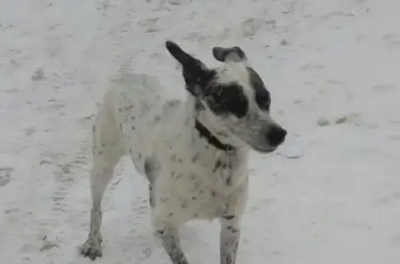 Найдена собака в Мурманске без хозяина