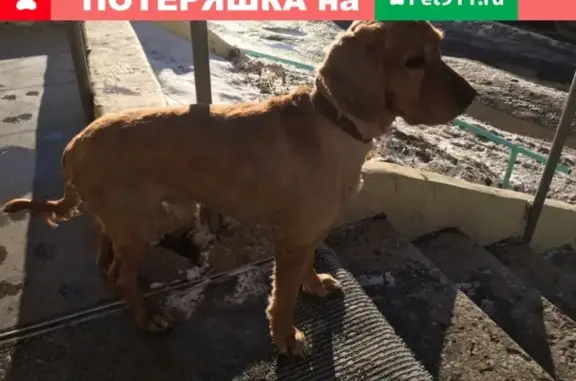 Пропала собака возле Чаплина 123 в Тюмени #lostpet #пропала #Тюмень