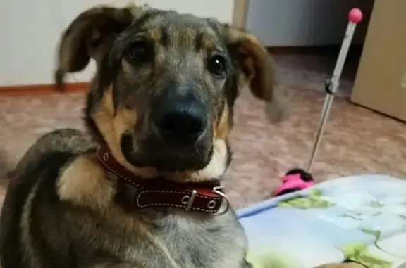 Пропала собака Ильфат в Большом Афанасово, Нижнекамск, РТ