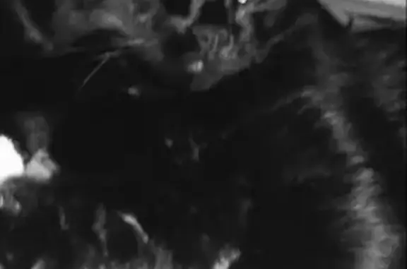 Кошки потеряшки, Смоленск, фото: Потеряшка кошка Гарик в районе Поляны, Смоленск