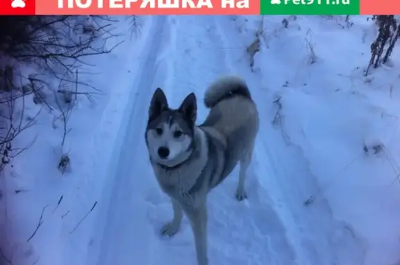 Пропала собака Лайма в Берёзовском
