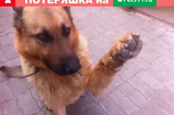 Пропала собака в Рубцовске, Западный район