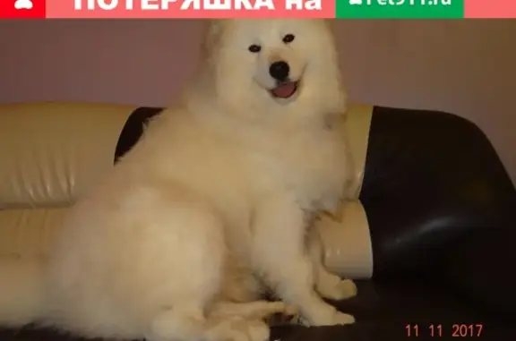 Пропала собака в Большой Грязнухе, Каменский район, Свердловская область