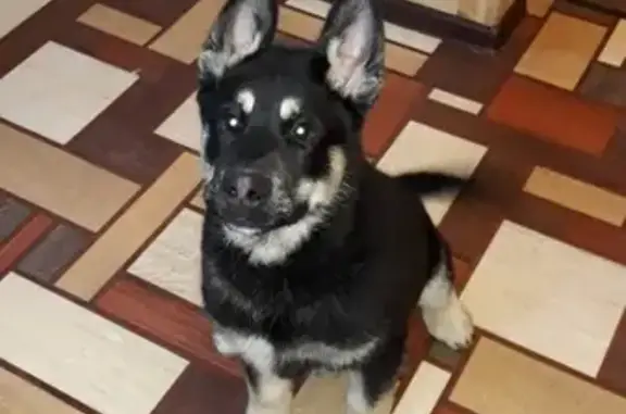 Пропала собака в Жуковском, черно-белый щенок