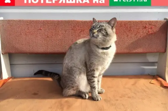 Пропала кошка Кот в Конаково