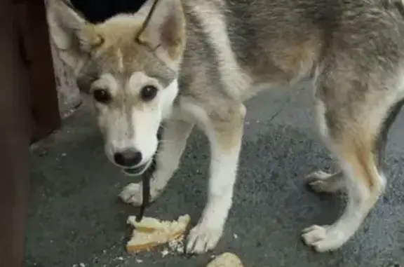 Найден голодный щенок на Вагонке
