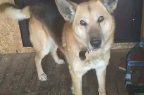 Собака найдена в Березняках, ищем хозяина (Тюмень)