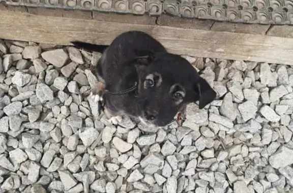 Найден щенок в Хабаровске
