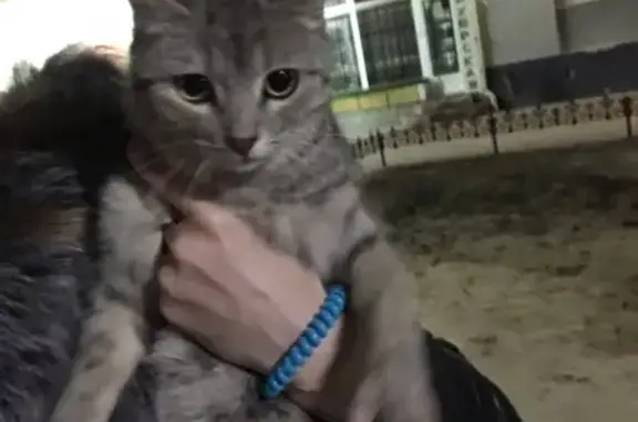 Потерянная кошка возле ЗАГСа в Волгодонске