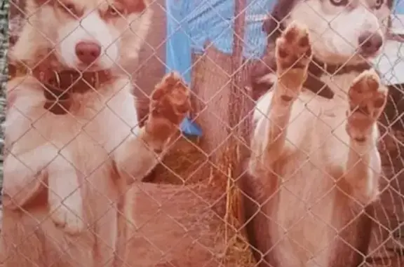 Пропали две собаки хаски в Ногинске, Московская область