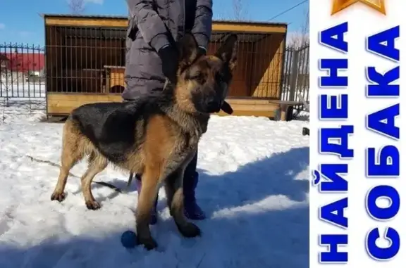 Найдена собака в Гатчинском районе, Лен. область