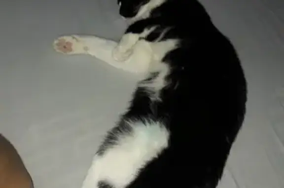 Кошки потеряшки, Саров, фото: Потеряшка кошка Кира в Сарове