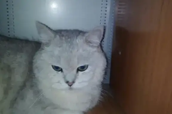 Найден домашний кот на ул. Карамзина [Новороссийск]