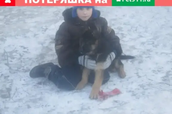 Пропала собака в Острогожске, вознаграждение.